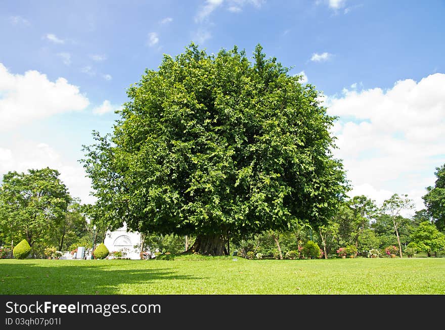 A big tree stand on the grass in sunshine day. A big tree stand on the grass in sunshine day