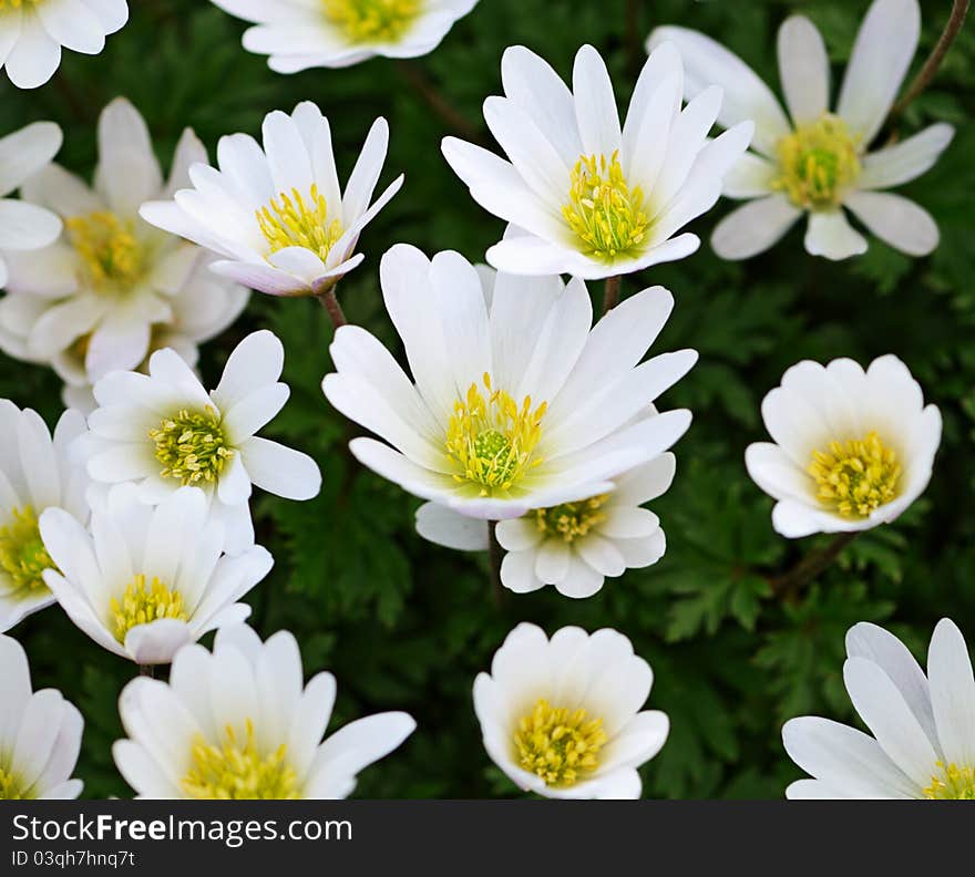 Adonis Mongolica