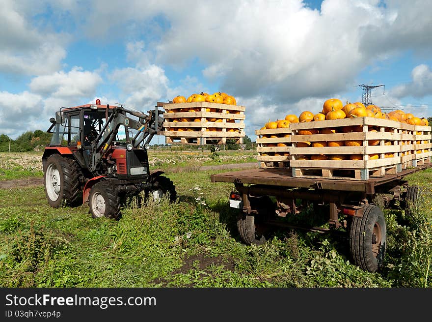 Tractor loading pumpkins