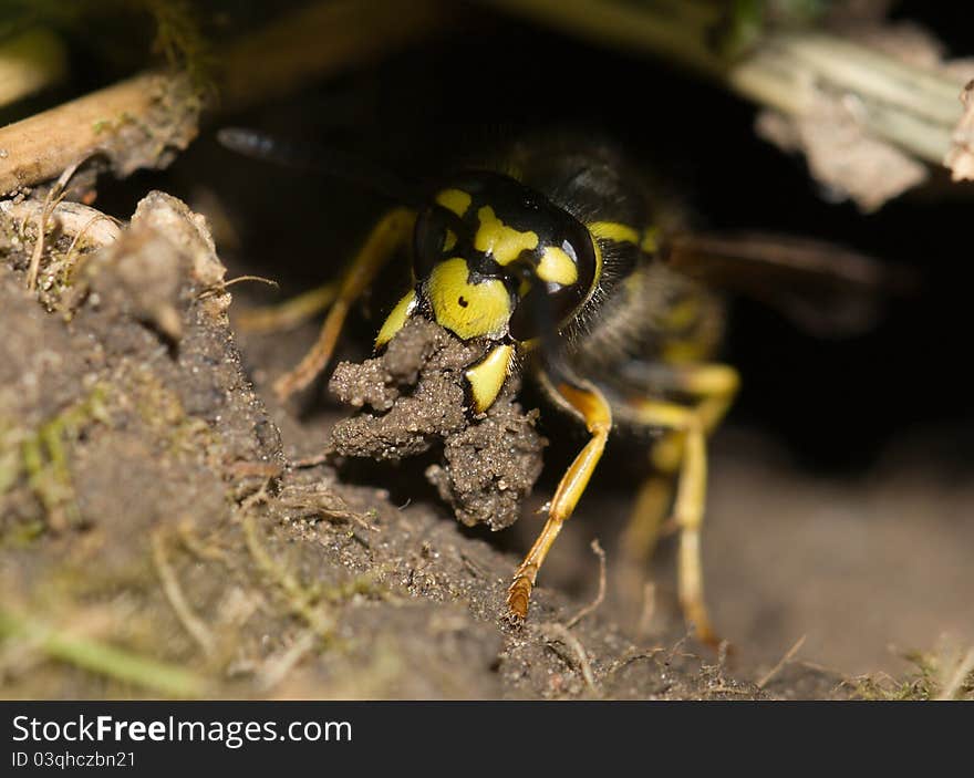 Earthen bee occupied with work - hole construction