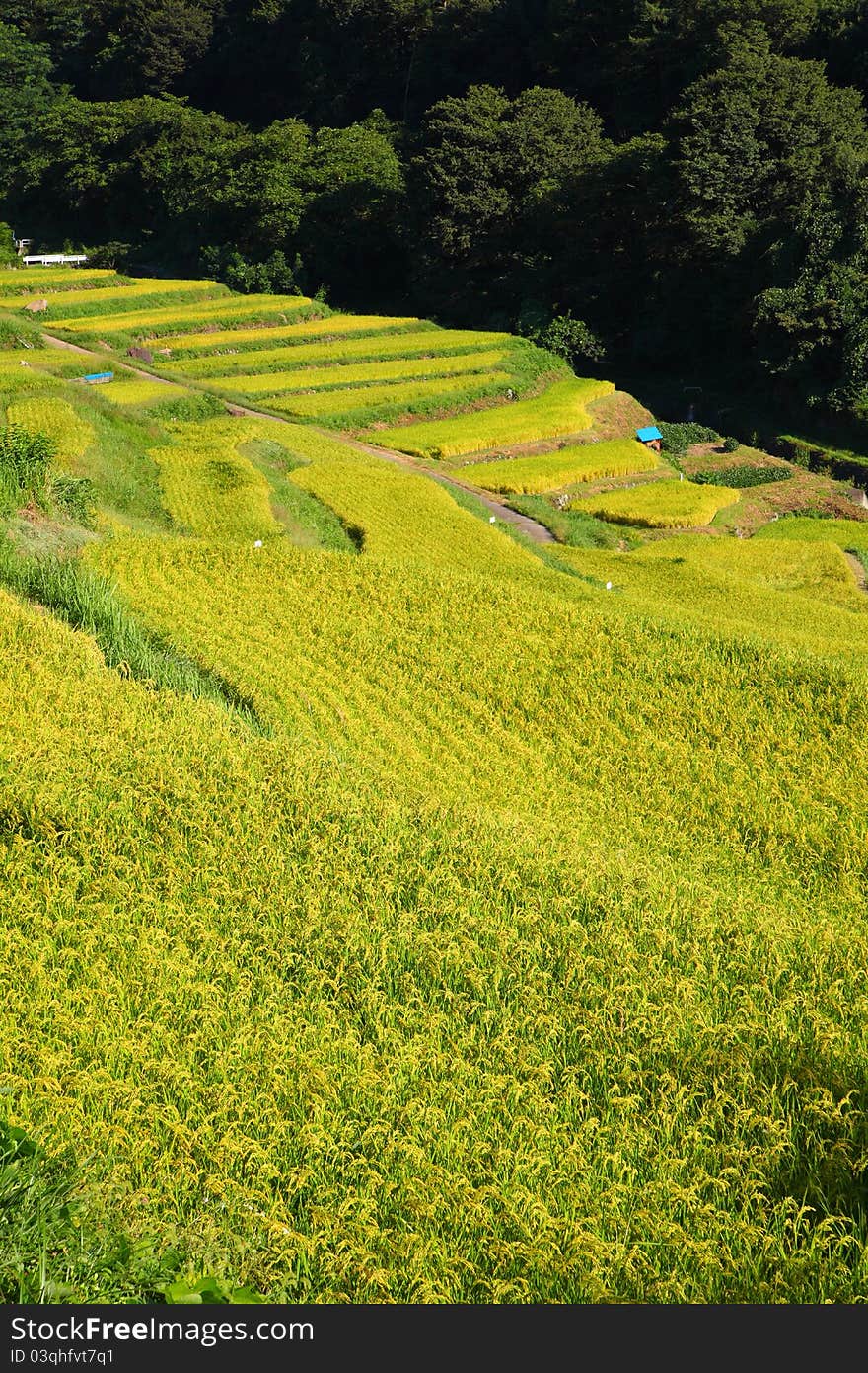 Terraced rice field in japan