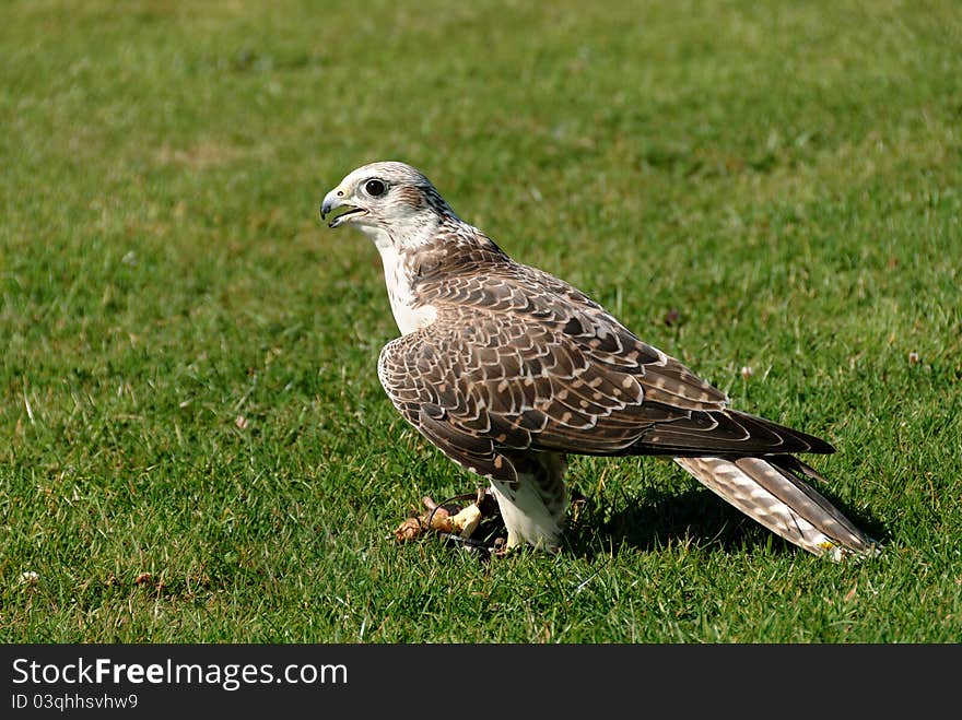 Hawk to the ground between his legs with a prey