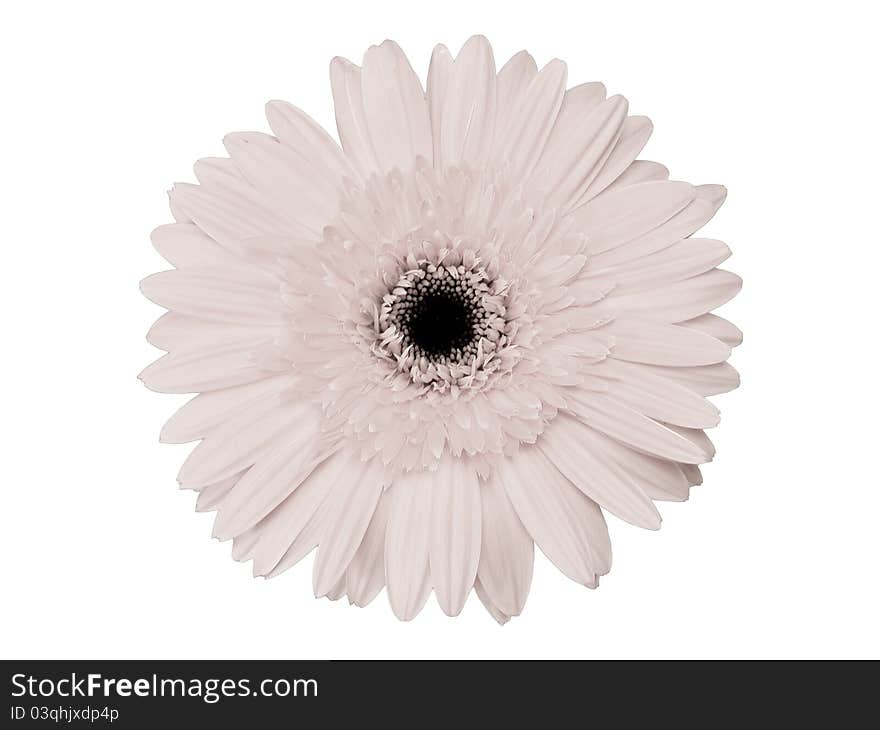 The infrared gerbera isolate on white