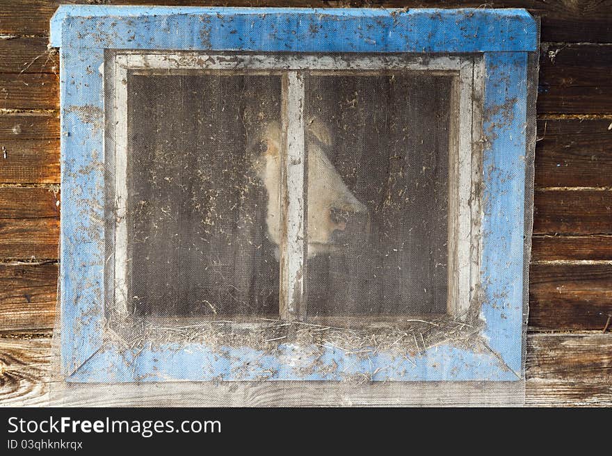 Cow at a barn window looking at you