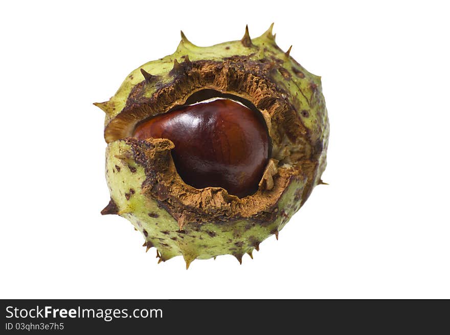 Conker in shell isolated in white with cliipping path.