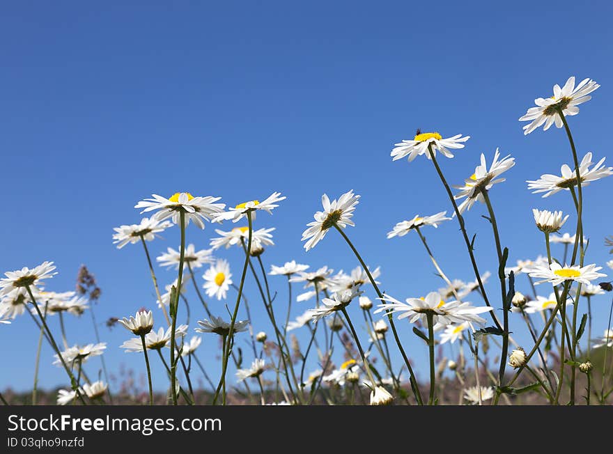 Chamomile field