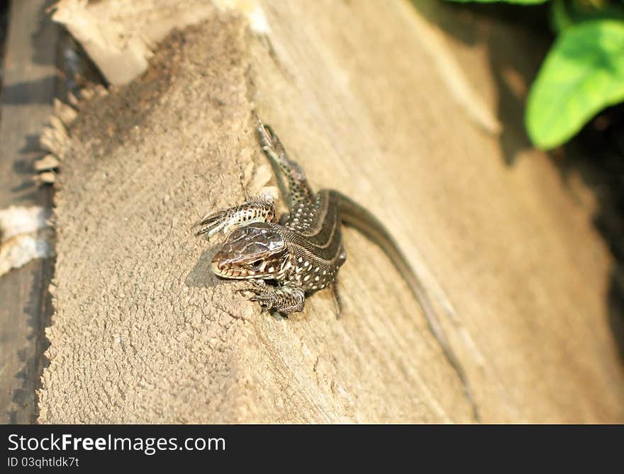 A small gray lizard on a wooden structure. A small gray lizard on a wooden structure.