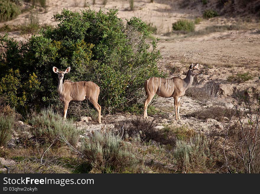 Couple wild antelopes