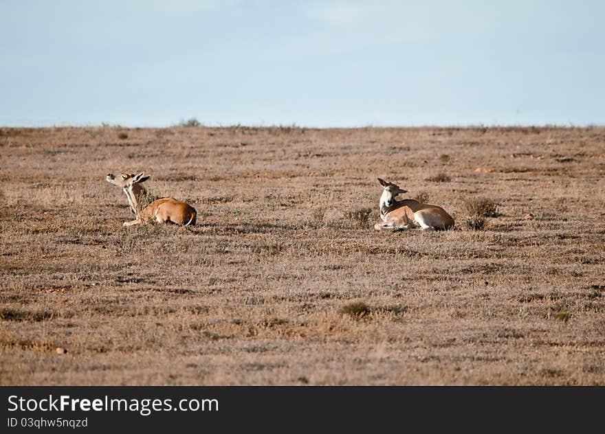 Couple wild antelopes in South Africa