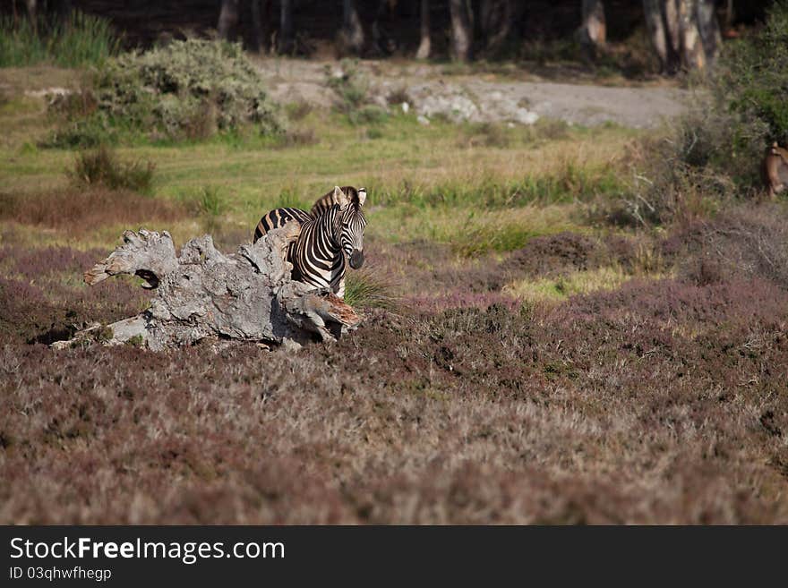 Wild zebra near the stone in South Africa