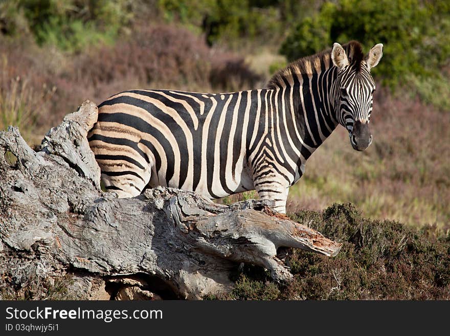 Wild zebra near the stone in South Africa