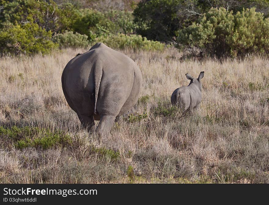 The cub of rhino with mom. The cub of rhino with mom