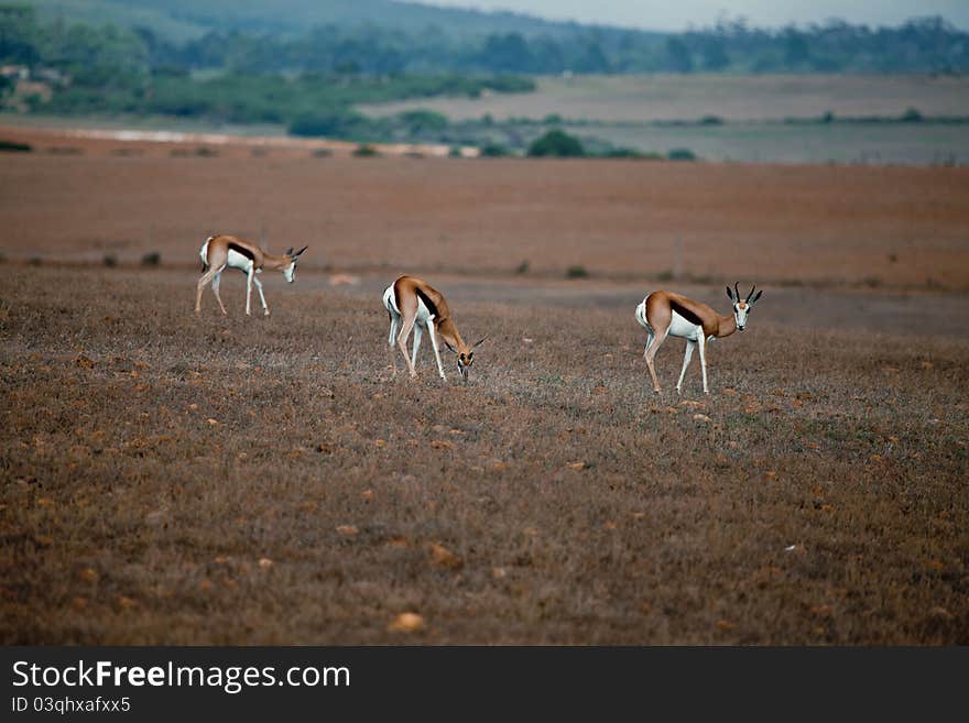 Three little wild antelopes in South Africa