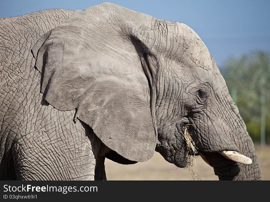 Elephant