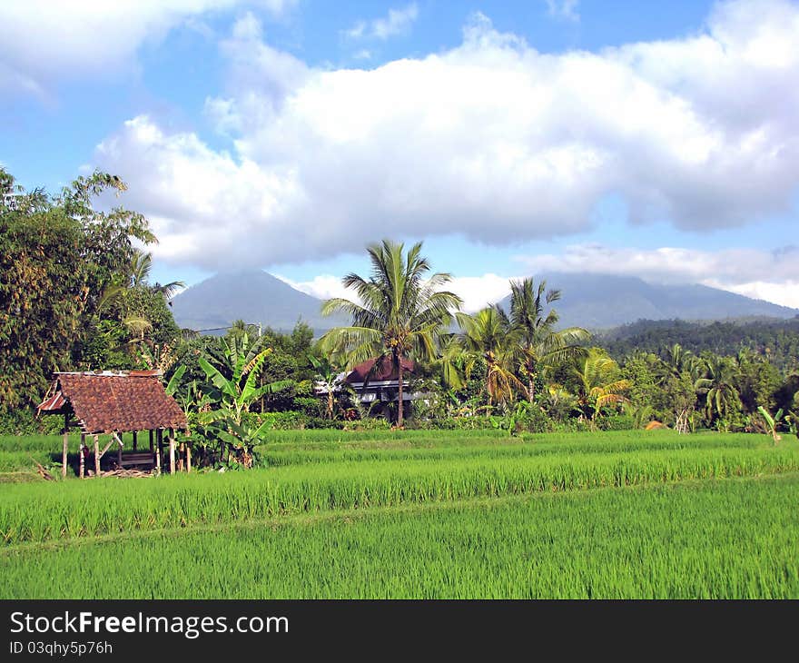 Rice fields