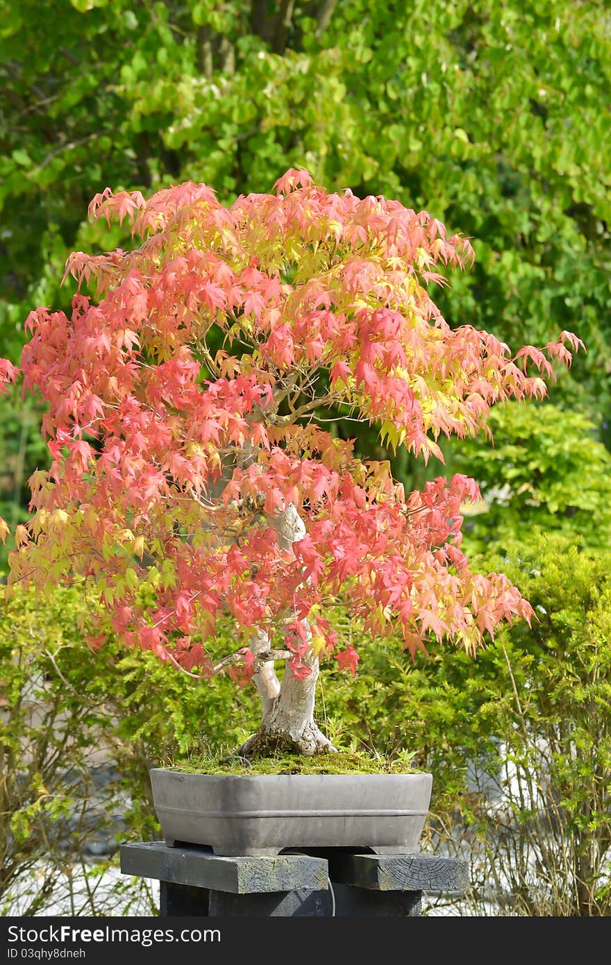 Old bonsai tree in a garden