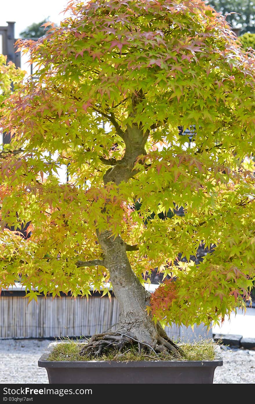 Old bonsai tree in a garden