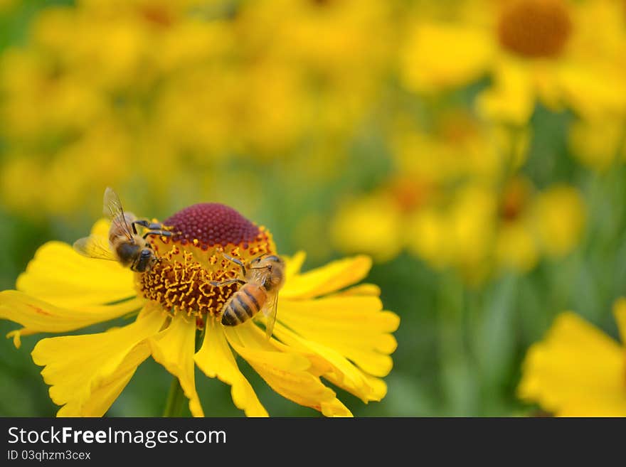 Flower and Bee