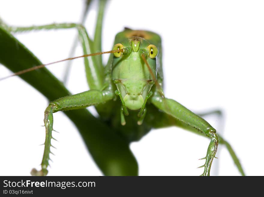 The big green grasshopper sitting on a blade