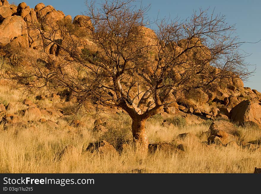 Winter landscape with tree and rocks photographed in Namibia at sunset. Winter landscape with tree and rocks photographed in Namibia at sunset