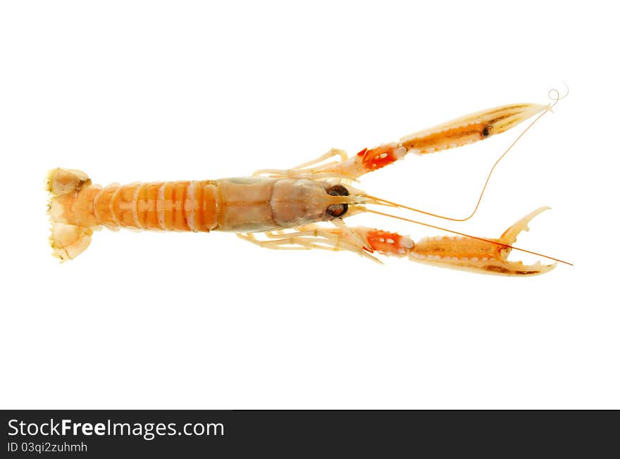 Cooked Langoustine, Norway lobster or Dublin bay prawn viewed from above against white