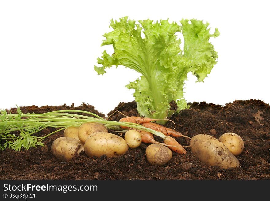 Lettuce, carrots and potatoes