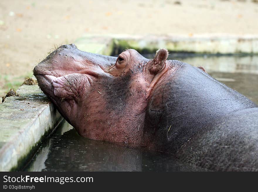 Details of a big hippopotamus