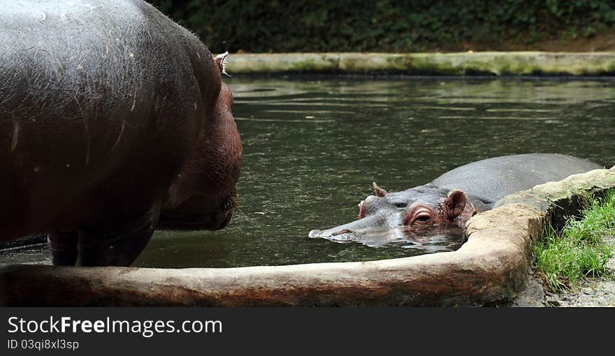 Details of a big hippopotamus