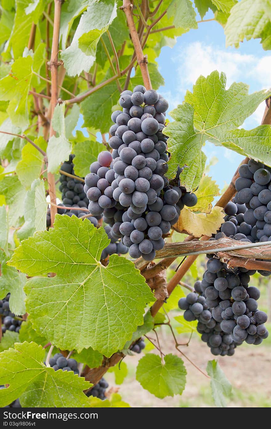 Red Wine Grapes on Vines in Vineyard Against Blue Sky. Red Wine Grapes on Vines in Vineyard Against Blue Sky