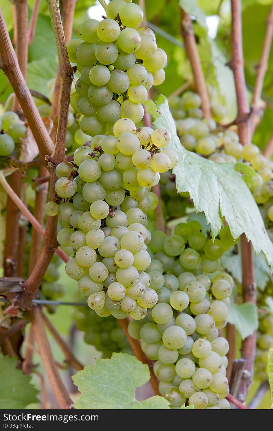 Bunches of White Wine Grapes Growing in Vineyard