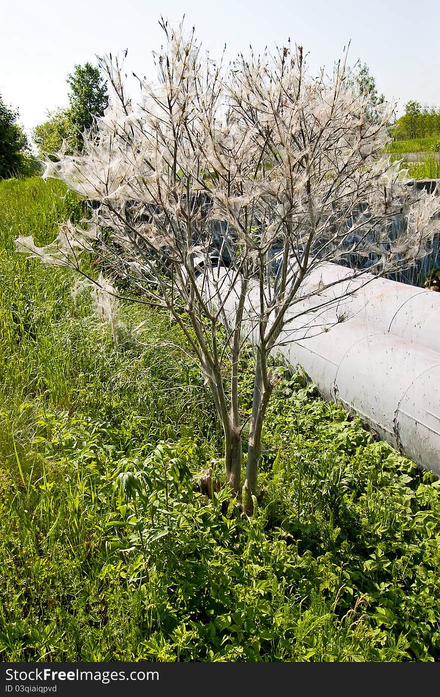 Tree coated with webs with cocoons of caterpillars. Tree coated with webs with cocoons of caterpillars