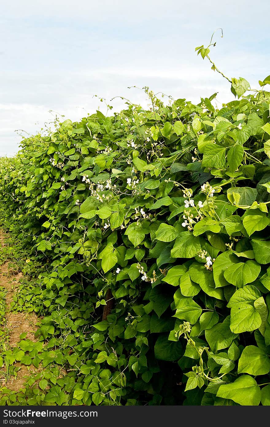 Bean climbing plants on the garden bed in the summertime with pillar from string. Bean climbing plants on the garden bed in the summertime with pillar from string