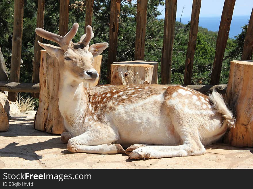 Tame Deer in Askos animal park on the Greek island of Zakynthos. Tame Deer in Askos animal park on the Greek island of Zakynthos