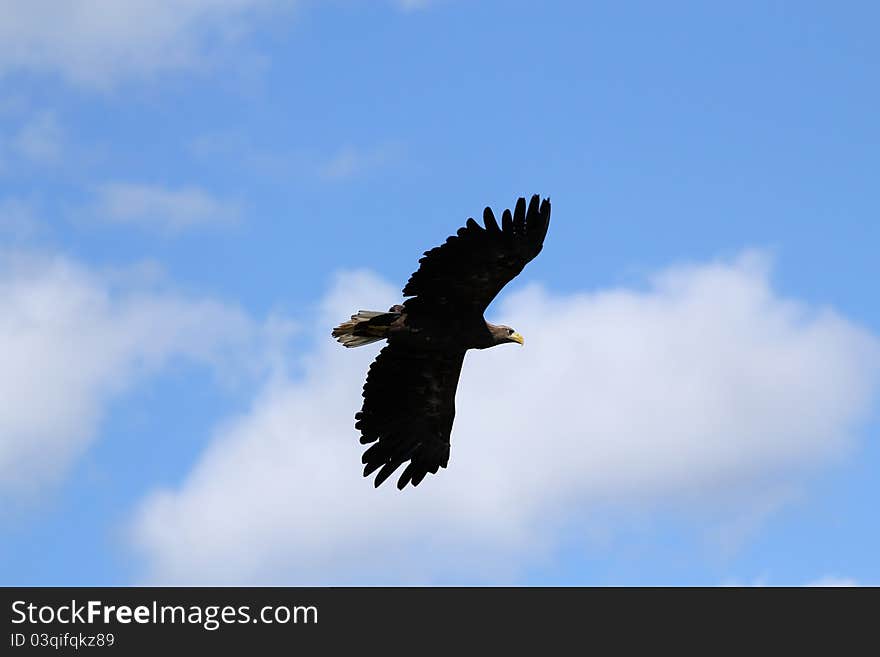 Seaeagle In The Air.