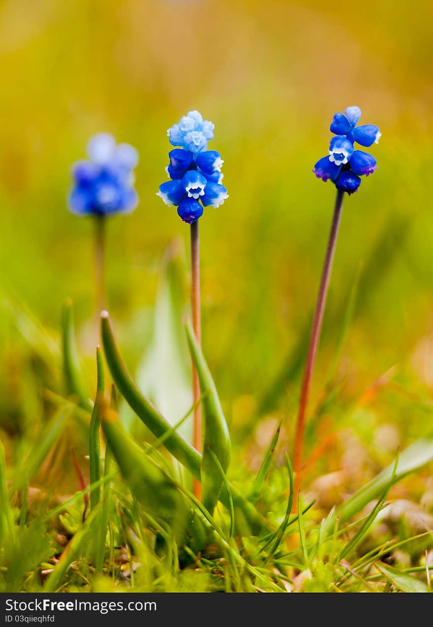 Macro of Muscari commutatum (Dark Grape Hyacinth) flowers in spring.