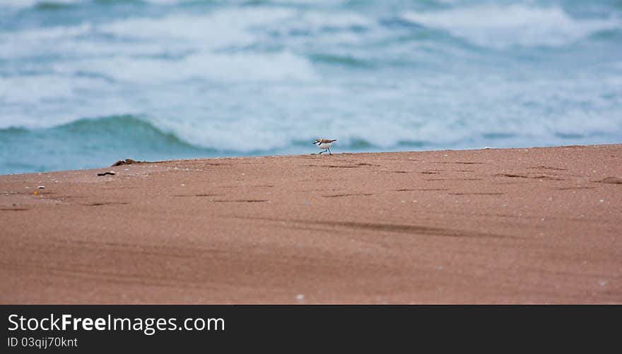 Ringed plover searching for food at Karatas beach, Turkey.