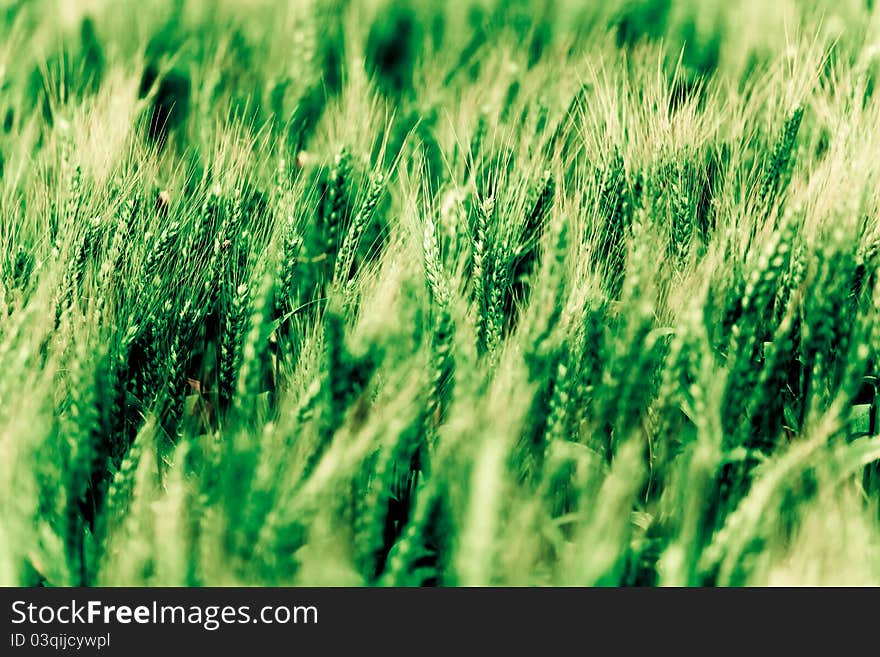 Wheat in spring