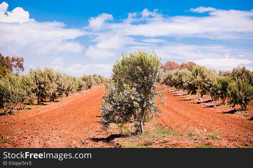 Olive Trees