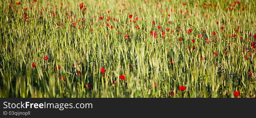 Panoramic landscape of a field of poppies in spring.