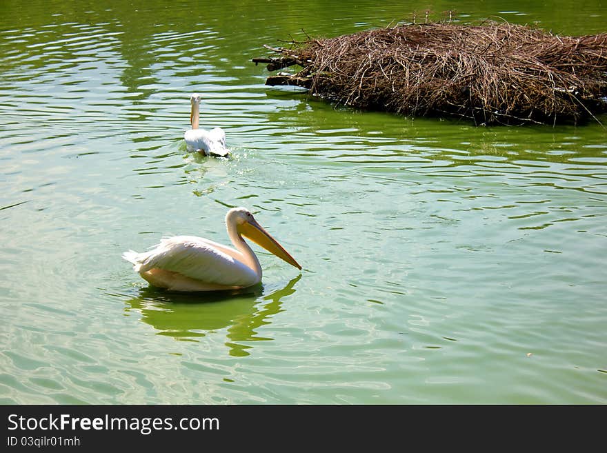 Pelican swimming to nest in the lake