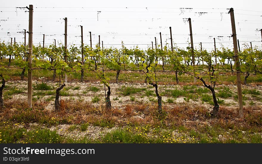 Barbera vineyard during spring season, Monferrato area, Piedmont region, Italy. Barbera vineyard during spring season, Monferrato area, Piedmont region, Italy