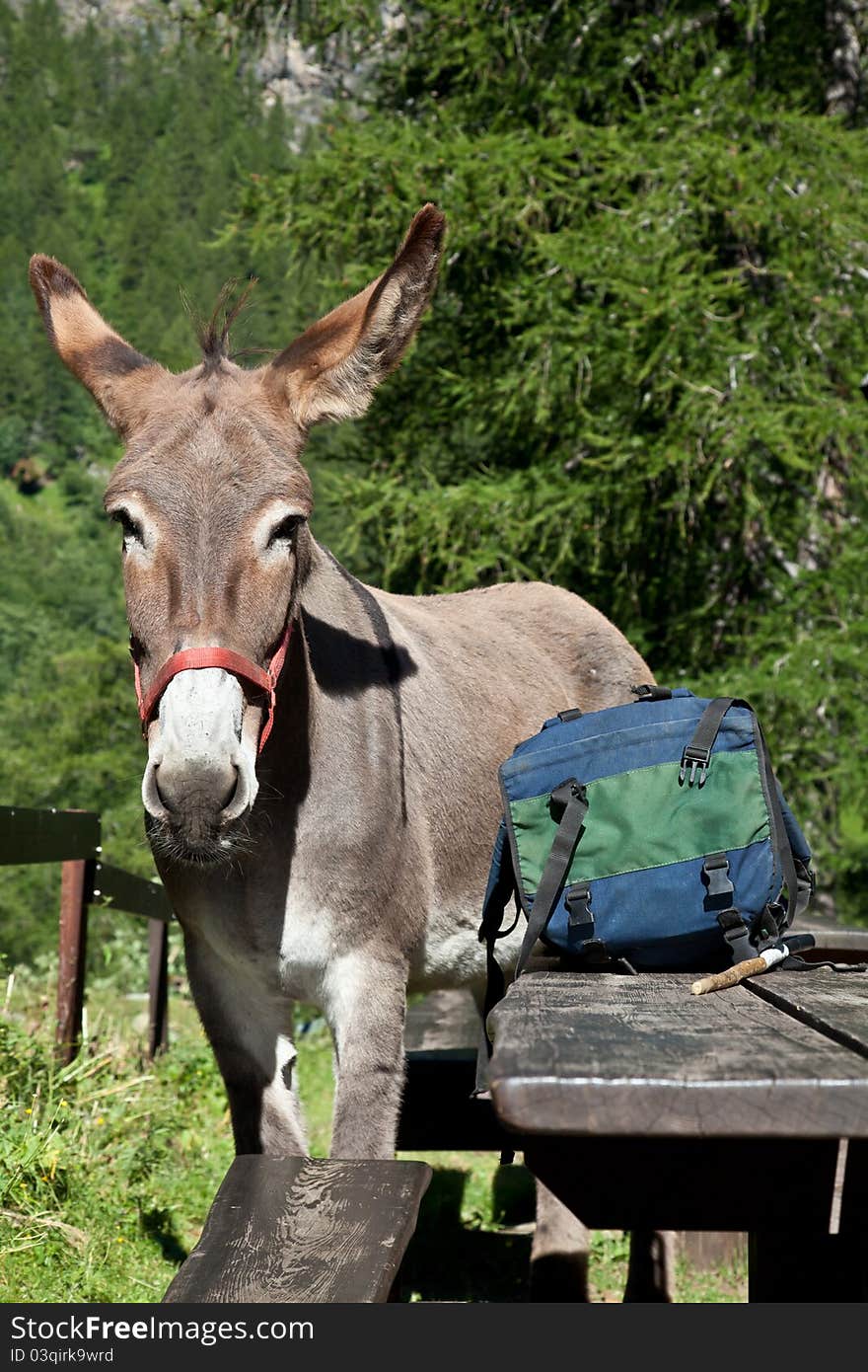 Free donkey on Italian Alps, looking to the camera. Free donkey on Italian Alps, looking to the camera