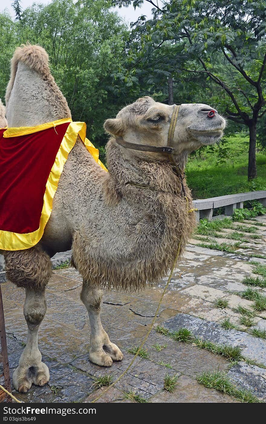 Two humpback camel with red carpet. Two humpback camel with red carpet