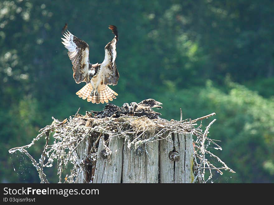 Osprey nest landing