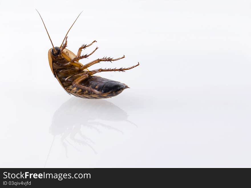 Cockroach close up over clear background. Cockroach close up over clear background