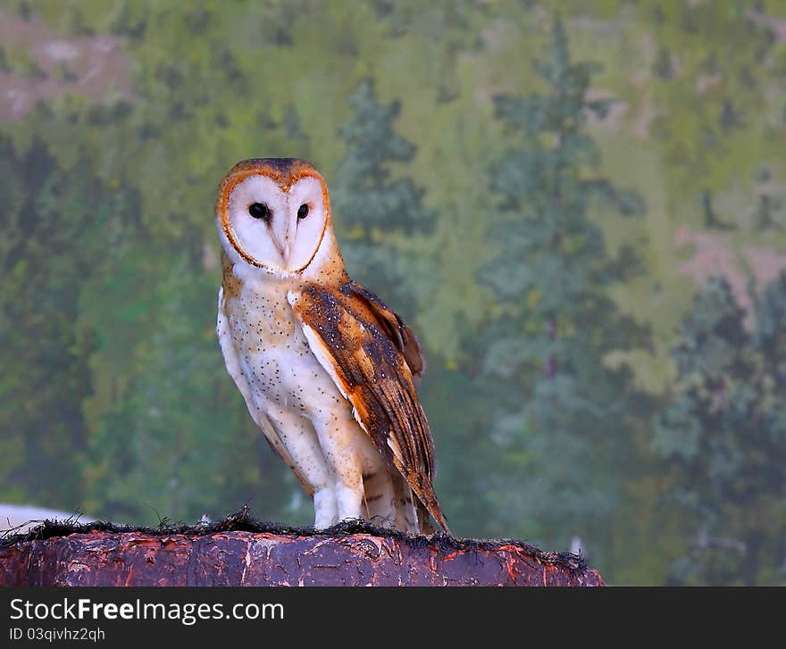 A very beautiful bird of prey. The Barn Owl's excellent eyesight allows it to see in almost total darkness.