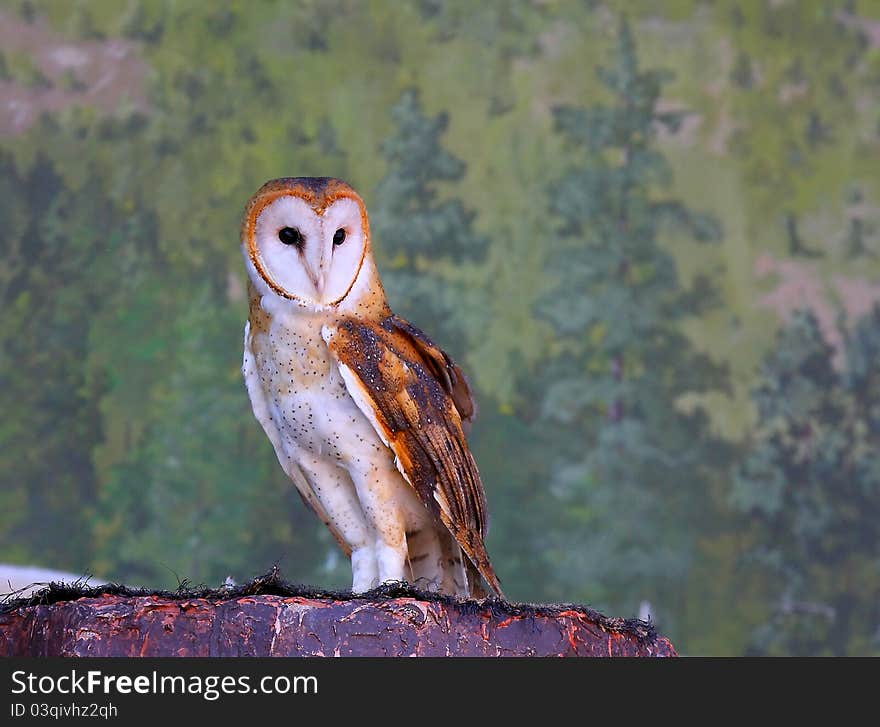 Barn Owl