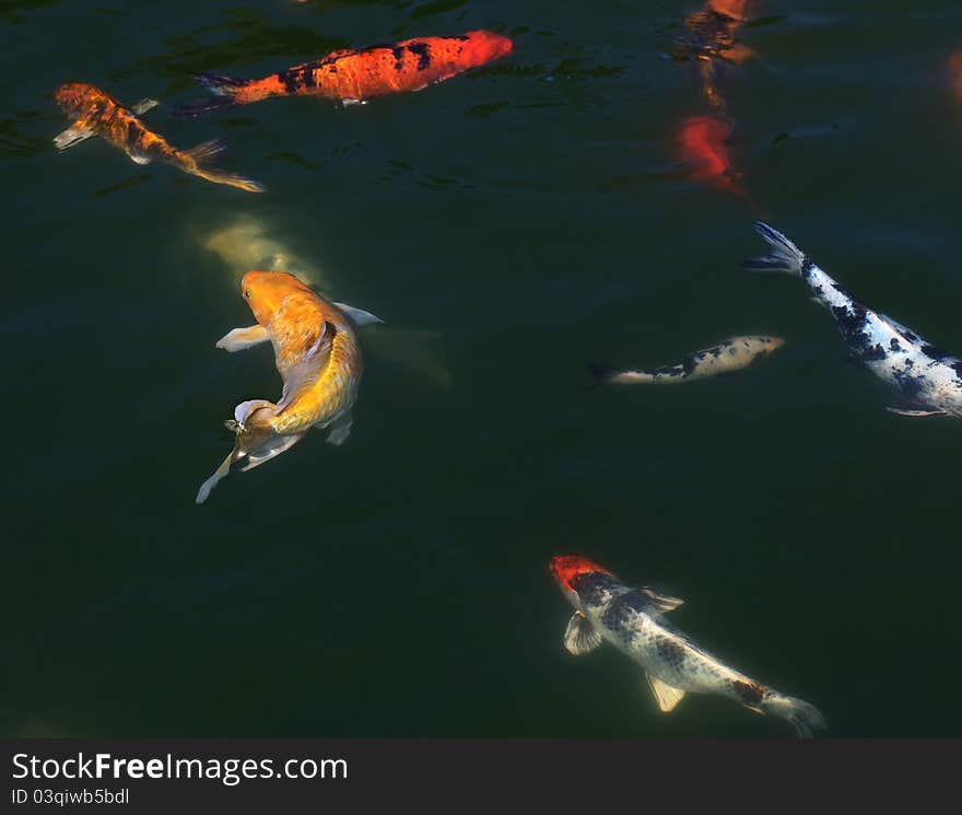 Flock of fish (Koi) in the pond. Flock of fish (Koi) in the pond.