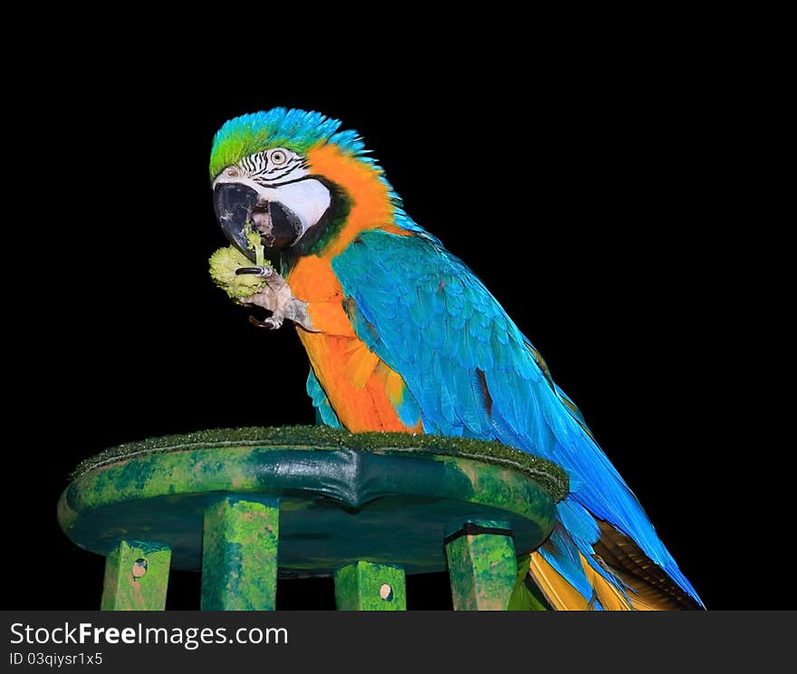 Isolated Portrait of a Macaw Isolated on a Black Background and eating broccoli. Isolated Portrait of a Macaw Isolated on a Black Background and eating broccoli.