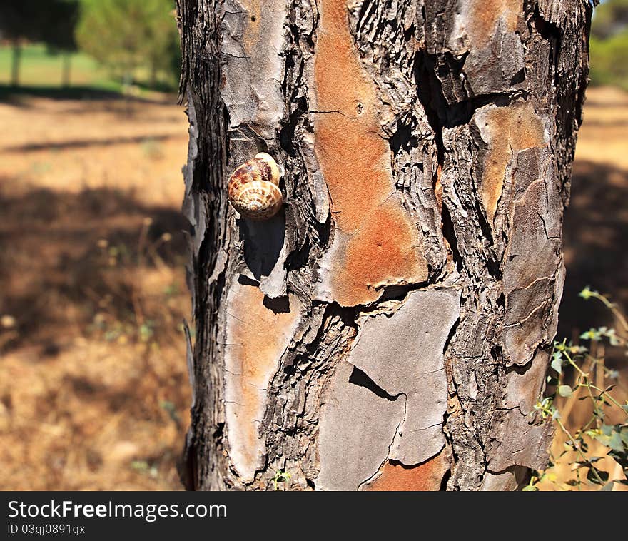 Snail On The Trunk Of Pines.